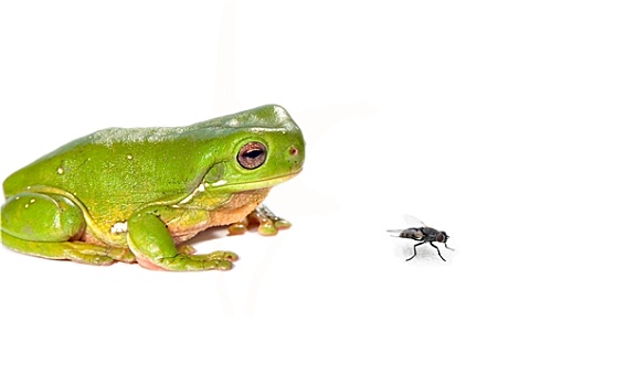 绿树蛙,飞虫,白色背景,背景