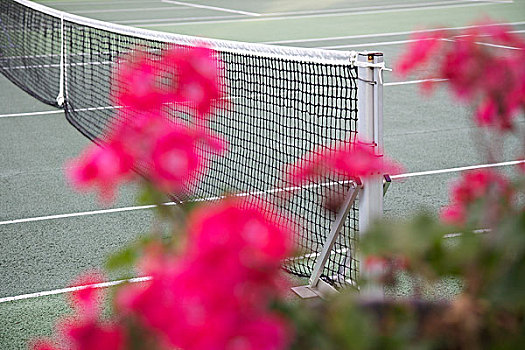 网球场,花