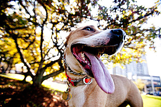 狗在公园,伸出舌头