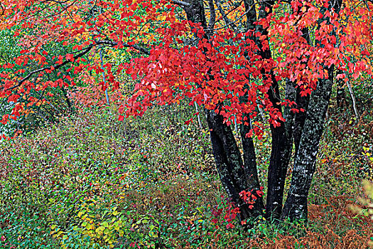 红枫,叶子,安那波利斯谷地,新斯科舍省,加拿大