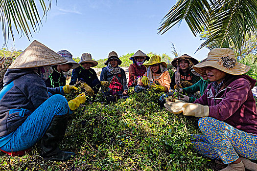 女人,药草,越南,亚洲