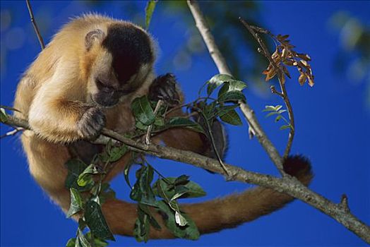 褐色,棕色卷尾猴,昆虫,南马托格罗索州,巴西