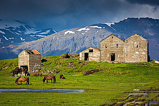 冰岛马,草场,建筑,山,背景,冰岛