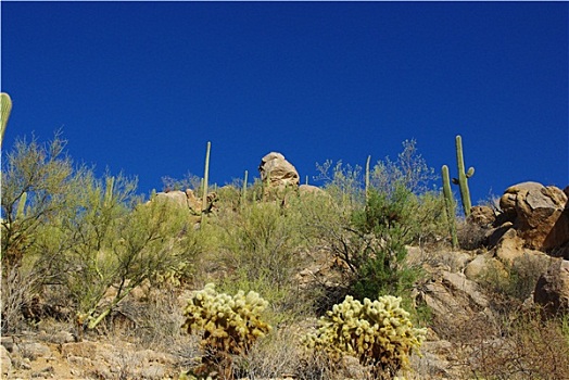 沙漠植物,石头,蓝天,靠近,亚利桑那