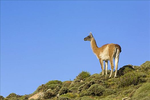 原驼,女性,托雷德裴恩国家公园,智利