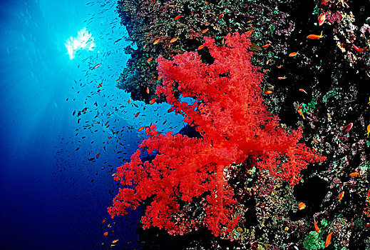 彩色,珊瑚礁,兄弟群岛,红海,埃及