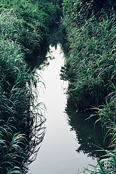 草丛里的小溪小河