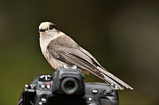 灰色,鸟类,栖息,摄影