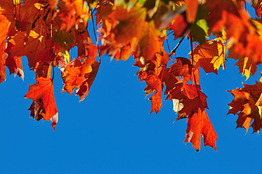 秋天,枫树,叶子,色彩