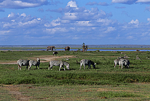 肯尼亚,安伯塞利国家公园,公园,斑马,角马,大象,背景