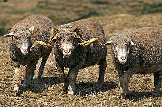 绵羊,公羊,法国人