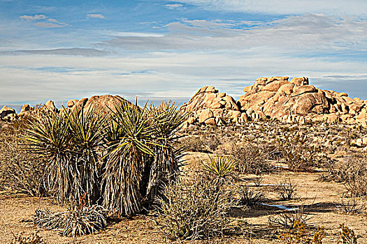 仙人掌,岩石构造,荒芜,约书亚树国家公园,加利福尼亚,美国