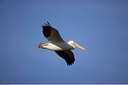 白鹈鹕,飞行,达尔灵野生动植物保护区,萨尼伯尔岛,佛罗里达