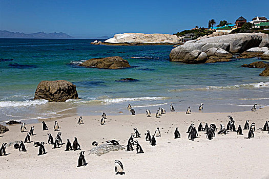 非洲,企鹅,漂石,海滩,西部,岬角,靠近,城镇,南非