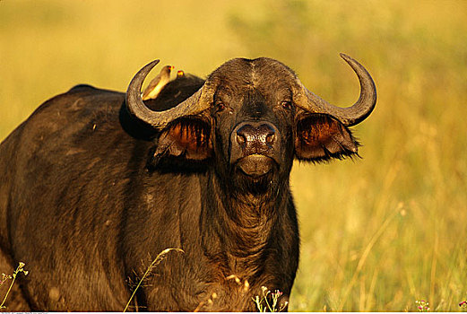 非洲水牛,塞伦盖蒂国家公园,坦桑尼亚,非洲