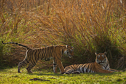 孟加拉,印度虎,虎,女性,亚成体,伦滕波尔国家公园,拉贾斯坦邦,印度,亚洲