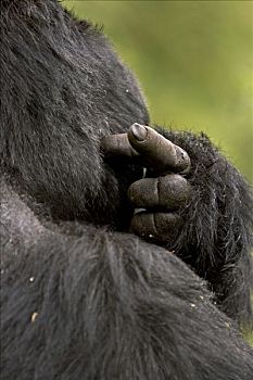 山地大猩猩,大猩猩,银背大猩猩,后视图,耳,国家,卢旺达