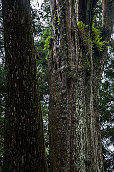台湾嘉义市阿里山原始森林中的,千岁桧