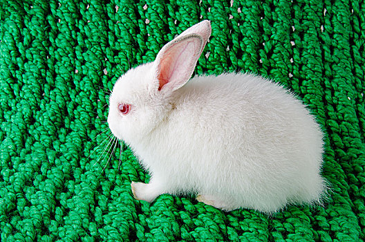 白色,兔子,绿色背景