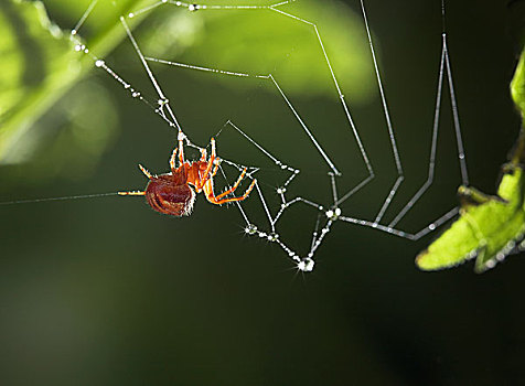 蜘蛛,园蛛属,吃,蜘蛛网,英格兰