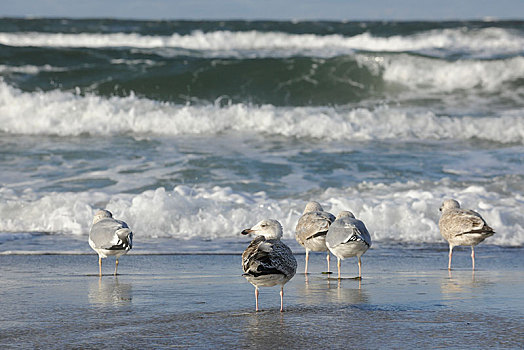 银鸥,波罗的海,海滩,梅克伦堡前波莫瑞州,德国,欧洲