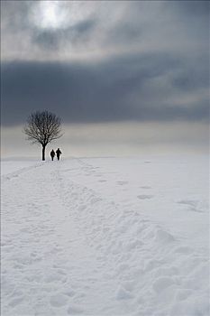 孤单,树,两个,步行者,雪地,巴伐利亚,德国