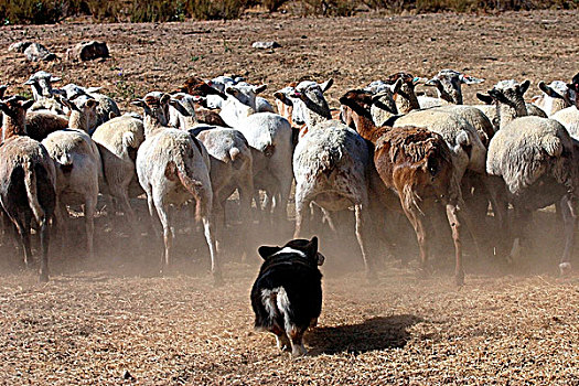 牧羊犬,放牧,绵羊,小,峡谷,加利福尼亚,美国
