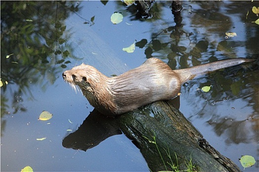 水獭