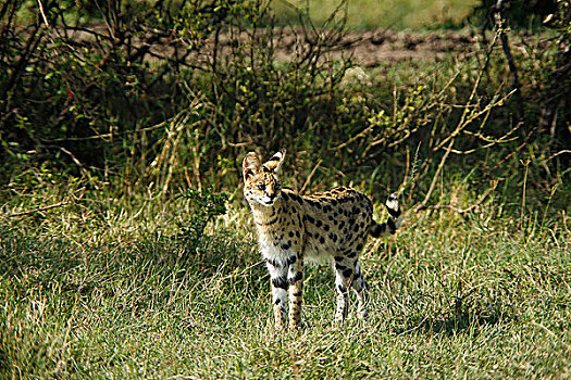 薮猫,成年,马赛马拉,公园,肯尼亚