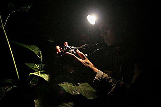 蝌蚪,树林,八月,2008年