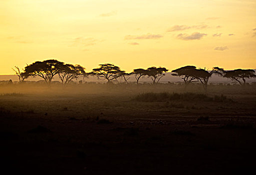 肯尼亚,安伯塞利国家公园,日出,金合欢树