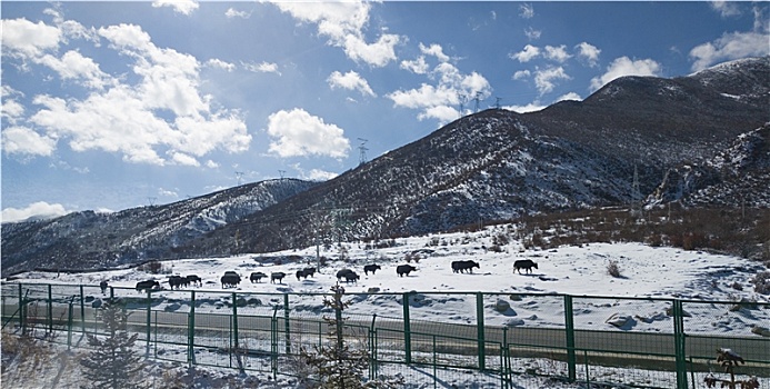 春日雪域高原