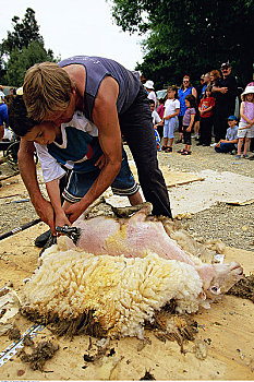 剪羊毛,澳大利亚