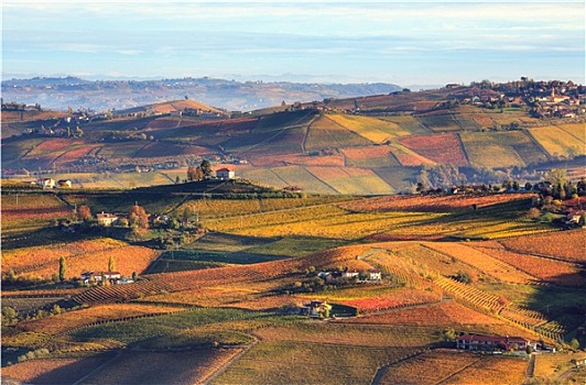 早晨,风景,彩色,秋天,葡萄园,山,意大利北部