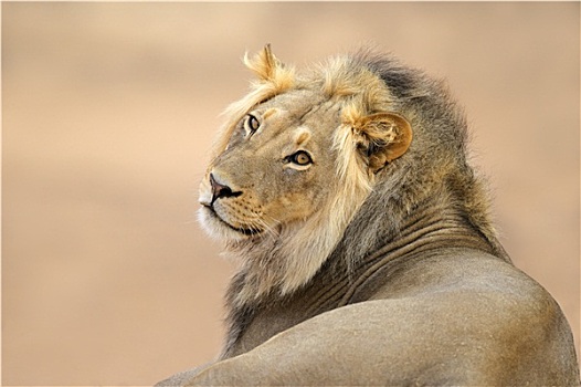 非洲狮,头像