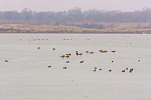 东营黄河入海口湿地