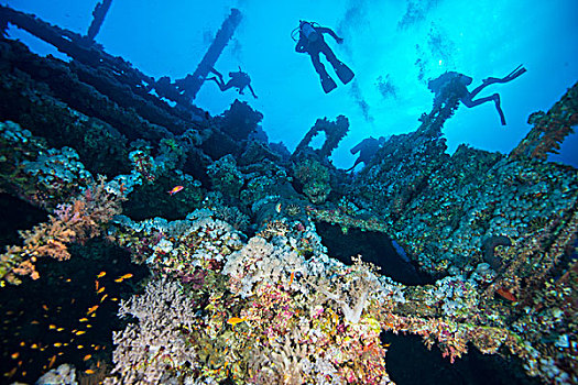 潜水,调查,珊瑚,遮盖,失事船舶,红海,埃及