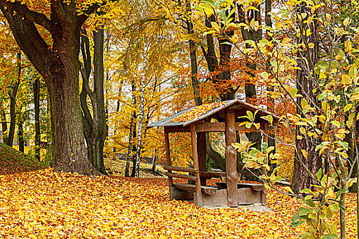 秋天,公园,黄叶,地上