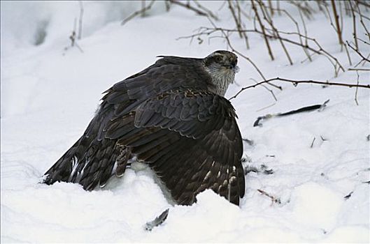 北方,苍鹰,鹰,捕食,雪中,北部地区,纽约