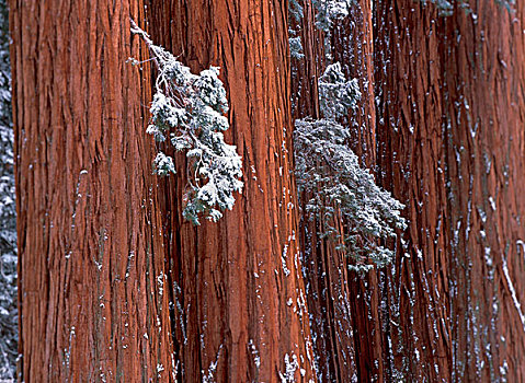 美国,加利福尼亚,红杉国家公园,巨杉