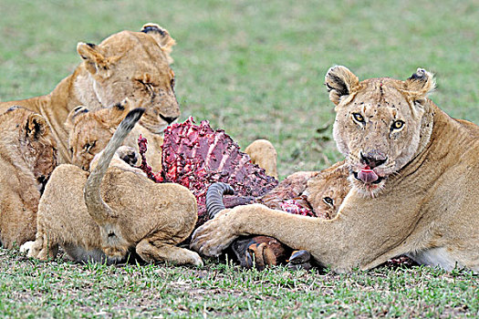 狮子,吃,普通,马赛马拉国家保护区,肯尼亚,东非,非洲
