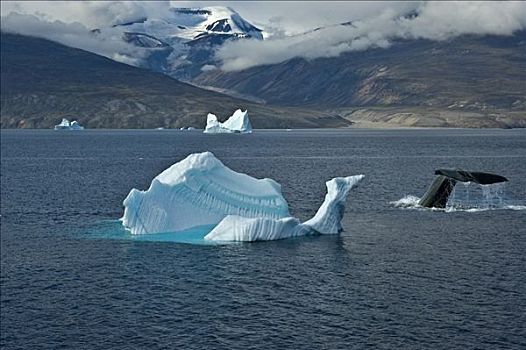驼背鲸,大翅鲸属,鲸鱼,潜水,后面,冰山,迪斯科,岛屿,格陵兰,北方,大西洋