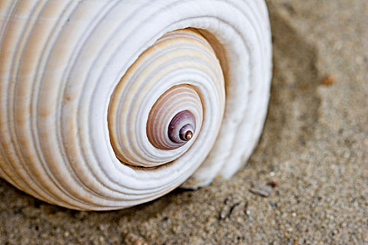 蜗牛壳,沙子
