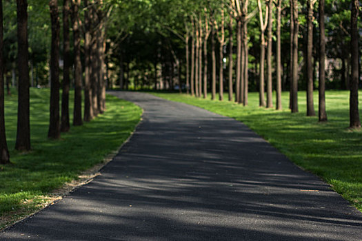 公园路树荫