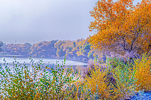 新疆,秋色,黄叶,树林,水塘