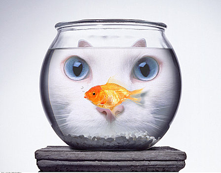 猫,看,金鱼,鱼缸
