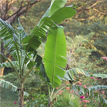 特写,植物,叶子