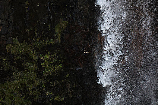 角嘴海雀,北极,瀑布