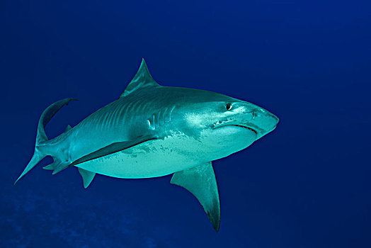 虎鲨,鼬鲨,深海,岛屿,印度洋,马尔代夫,亚洲
