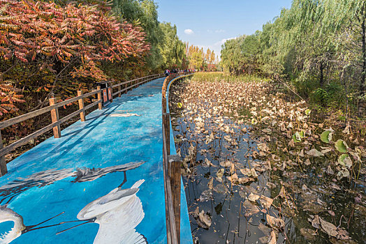秋季中国沈阳公园树林木桥道路游廊池塘